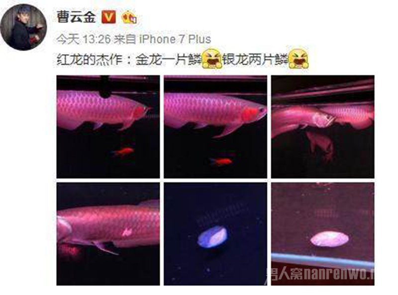 曹云金的鱼 曹云金的鱼