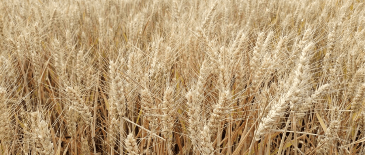 ���ϵ���Ϯ