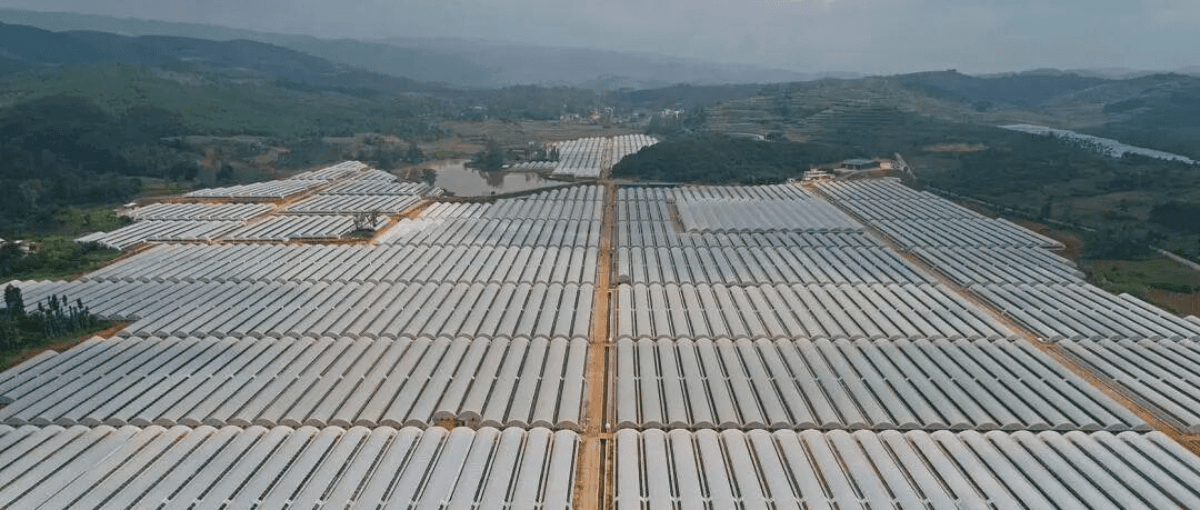 ��������ݮ�۸�������ģ�����